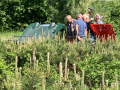 Frogeye  Austin Healey Tagebuch